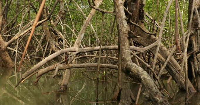Mangrove wood in the coastal pacific water