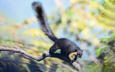 squirrel on tree