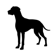 Black silhouette of a great dane dog breed standing gracefully pet animal canine companion mammal doggy