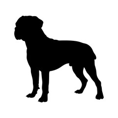 Silhouette of a boxer dog breed standing tall and proud pet animal canine friend companion doggy
