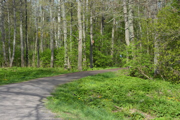 Beautiful forest area with tall green spruce trees, firs, birches, bushes, grass, bright flowers, meadows in forest Espoo, Finland. Forest wilderness with old trees, roots, green old wood, rotten bran