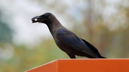 A clever crow stands on an orange ledge, holding a small object in its beak. Captured in sharp focus against a soft natural background, this image highlights the intelligence.