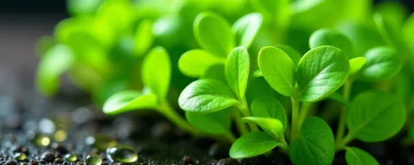 Close up shot of vibrant and fresh microgreens with water droplets, ideal for gourmet food photography, fresh, healthy, close up
