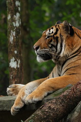 A majestic tiger rests gracefully on a stone platform in a forested environment, calmly observing its surroundings.
