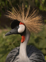 Close-up portrait of a Grey Crowned Crane (Balearica regulorum) with its iconic golden crest fanned out in full display.