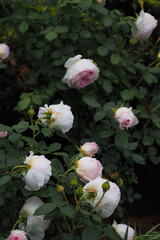 Fototapeta premium Romantic roses “Camille Claudel/Top Cream” in the rain 