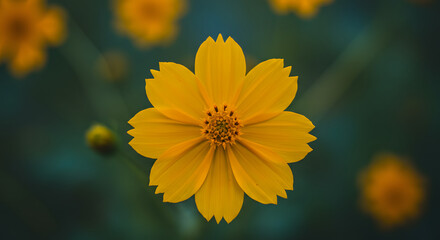 Obraz premium Yellow Flower Bloom