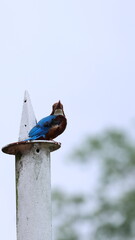 A white-throated kingfisher perches on top of a pointed metal structure against a pale sky. Its...