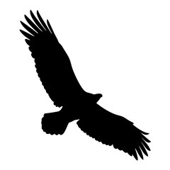 Eagle silhouette flying soaring bird of prey majestic animal black and white vector design art
