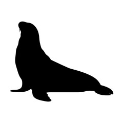 Sea lion silhouette illustration marine mammal aquatic animal wildlife ocean seal black shape vector art