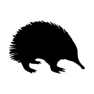 Echidna silhouette vector illustration australian animal spiny anteater mammal wildlife icon art design