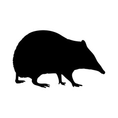 Illustration of a black solenodon solenodontidae vector image icon animal wildlife mammal cuban almiqui
