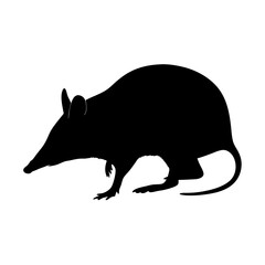 Explore the bandicoot silhouette vector art featuring wildlife animal illustration and mammal icon design