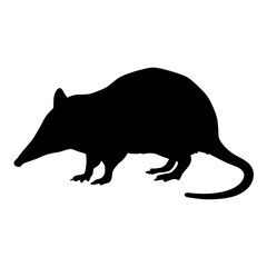 Discover the silhouette of a bandicoot animal vector art featuring wildlife and fauna illustration mammal