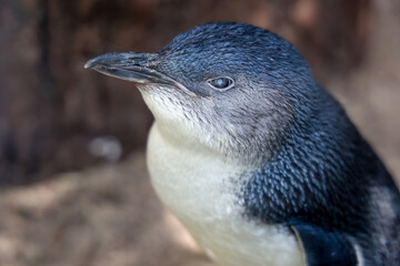 The Fairy penguin or blue penguin is so cute and local animal in phillip island,Australia