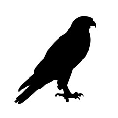 Silhouette of bird of prey eagle falcon hawk wildlife predator birdwatching animal vector art