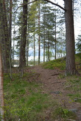Naklejka premium Beautiful forest area with tall green spruce trees, firs, birches, bushes, grass, bright flowers, meadows in forest Espoo, Finland. Forest wilderness with old trees, roots, green old wood, rotten bran