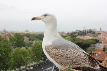 Dostojna mewa na tle miasta © POV_swiata