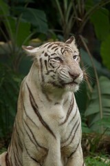 Portrait of a majestic white tiger sitting calmly in lush green surroundings. Its pale fur with dark stripes and piercing blue eyes make this rare predator a striking subject.