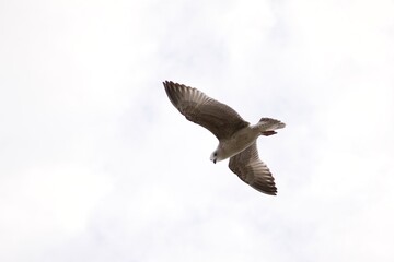 A seabird soars gracefully through a bright, cloudy sky, wings fully extended.