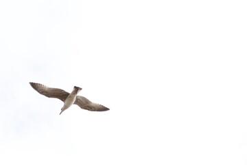 A seabird soars gracefully through a bright, cloudy sky, wings fully extended.
