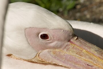 Extreme close-up of a white pelican’s face, focusing on its eye and long pale-yellow beak.