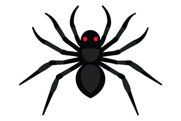 spider on a white background