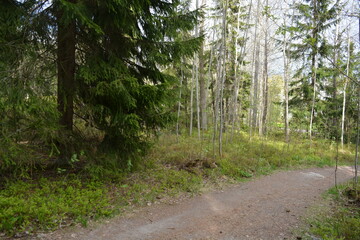 Beautiful forest area with tall green spruce trees, firs, birches, bushes, grass, bright flowers, meadows in forest Espoo, Finland. Forest wilderness with old trees, roots, green old wood, rotten bran