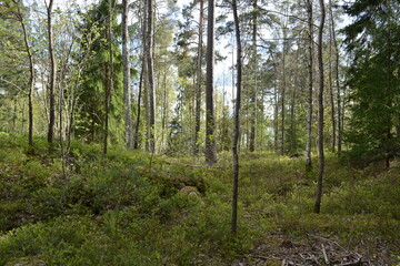 Beautiful forest area with tall green spruce trees, firs, birches, bushes, grass, bright flowers, meadows in forest Espoo, Finland. Forest wilderness with old trees, roots, green old wood, rotten bran