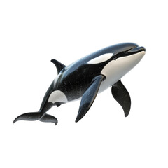 Majestic Orca Whale in Mid Dive Black Background Stunning on transparent background