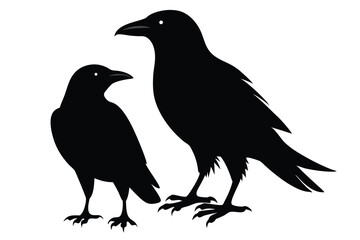 crow on a white background