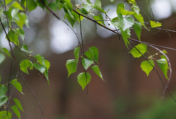 Fresh green young leaves of birch tree in spring