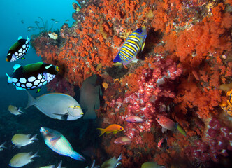 Underwater coral reef background in the clear sea water with colorful fish and marine life.