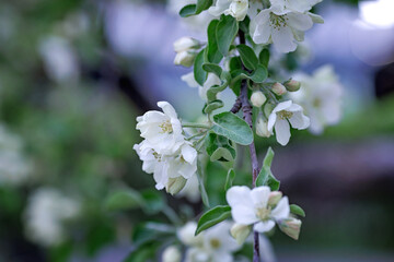 Apple tree in blossom. flowers of Apple tree.