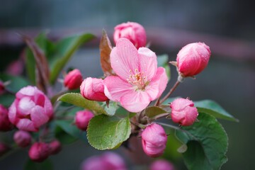 Blossoming apple tree, delicate pink apple tree flowers.