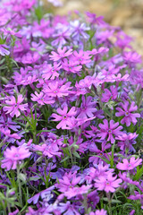 Fototapeta premium Purple Phlox stolonifera, creeping phlox, ‘Purple Beauty’ in flower.