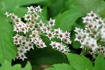 White Mukdenia rossii, red leaved mukdenia or fan plant, in flower