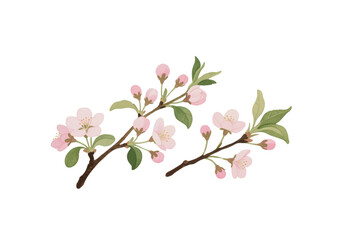 Naklejka premium pink cherry blossom isolated on transparent or white background png