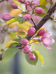 Apple tree in bloom, delicate pink apple tree flowers.
