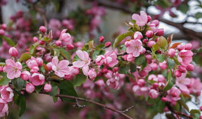 Apple tree in bloom, delicate pink apple tree flowers.