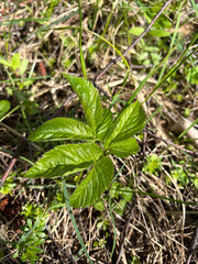 plant in the garden