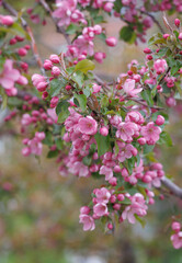 Apple tree in bloom, delicate pink apple tree flowers.