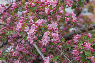 Apple tree in bloom, delicate pink apple tree flowers.