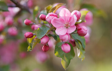 Apple tree in bloom, delicate pink apple tree flowers.