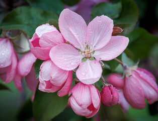 Obraz premium Apple tree in bloom, delicate pink apple tree flowers.