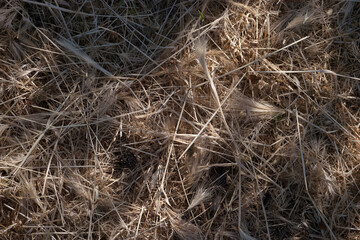 Close view of dry grass and straw laying on ground in early morning sunlight