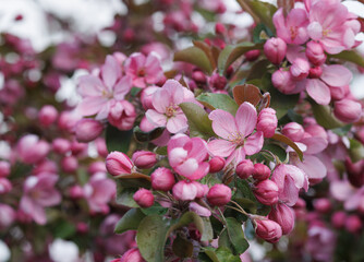 Pink apple blossom, delicate pink apple tree flowers.