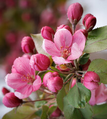 Pink apple blossom, delicate pink apple tree flowers.