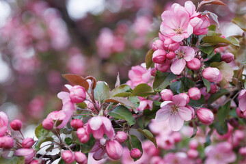Pink apple blossom, delicate pink apple tree flowers.