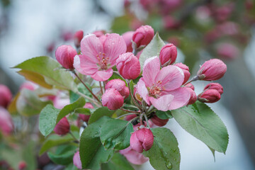 Pink apple blossom, delicate pink apple tree flowers.